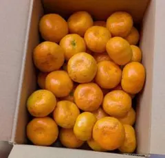 【訳あり/クール便発送】長崎島原産　マルナンハウスみかん 家庭用2.5kgのサムネイル