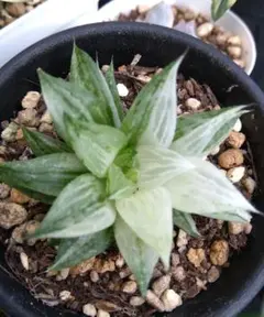 多肉植物　旧氷砂糖　抜き苗のサムネイル