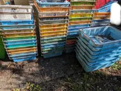 サンテナー　収納バスケット カゴ　ケース　収穫　中古品100個 ★引き取り限定★