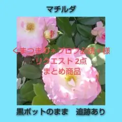 くまつきの＊プロフ必読＊様 リクエスト 2点 まとめ商品