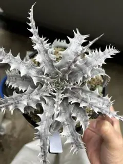 ariari様 リクエスト 2点 まとめ商品