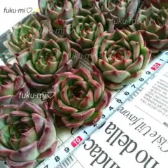 多肉エケベリア ★ブルードラゴンhyb3苗セット