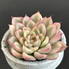 2025年最新】女雛錦の人気アイテム - メルカリ