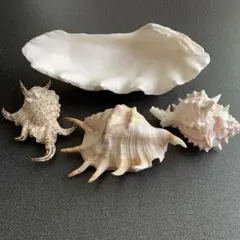 貝殻 4個セット