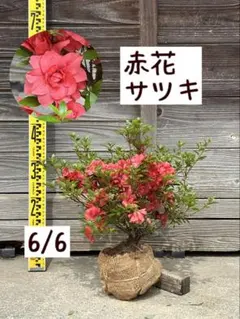皐月 盆栽 満開 ピンク花 5月撮影 - メルカリ