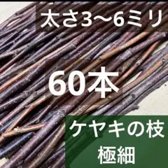 ケヤキの枝（極細）欅の枝　木の枝 　天然木　DIY 工作　60本　バードジムにも