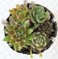 ⭐︎確認用です⭐︎ 多肉植物 アエオニウム カット苗12こセット◎メルカリ便◎ 多肉植物 アエオニウム カット苗セット ◎メルカリ便◎ - メルカリ