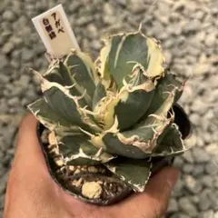アガベ 鉢植発送 白鯨錦 斑入り 極上血統 希少株 スペシャル個体 超