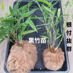 2025年最新】黒竹 苗の人気アイテム - メルカリ