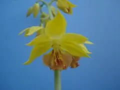 エビネ-26329 22-48 千年桜×千年の香 苗 - メルカリ
