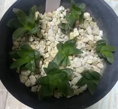 ハオルチア　オブツーサ　セット