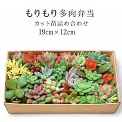 多肉植物セット 19cm×12cmもりもり多肉弁当