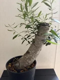 オリーブ 太木挿し 発根済み 小豆島産 古木 盆栽 - メルカリ