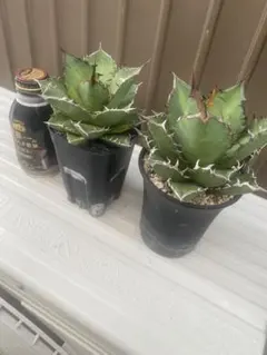 【値下げ】コレクション株　アガベ　ノーネーム　ボールタイプ　極上株 Yahoo!オークション -「アガベノーネーム」の落札相場・落札価格