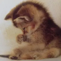 ☆専用です♡♪