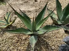 横幅1m30超 最大級 アガベ アメリカーナ オアハカエンシス - メルカリ
