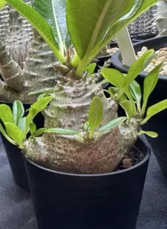 2026年最新】ウィンゾリー 実生の人気アイテム - メルカリ