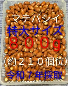 Ｒ７年採取　どんぐり　マテバシイ　特大サイズ ８００g(約２１０個位)