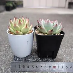 エケベリア　トスカネリと札落ち（多分コタロウ）のセットです。抜き苗でのお届けです