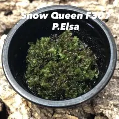 2026年最新】snow queen ビカクシダの人気アイテム - メルカリ