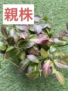 ホヤ⭐︎オブスクラ