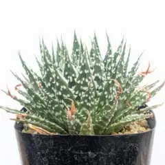 2026年最新】品種名：アロエ 観葉植物 ハオルチア・アロエの人気