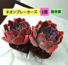 ⑯多肉植物エケベリア【ネオンブレーカーズ】2苗　抜き苗のサムネイル