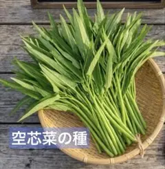 ●暑さに強い　空芯菜の種　60粒のサムネイル