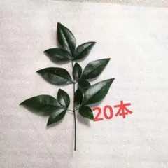 2026年最新】南天 の葉の人気アイテム - メルカリ