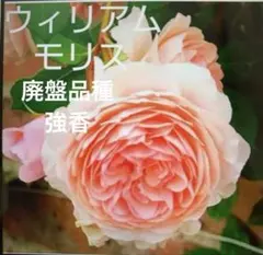 ウィリアムモリス ＋3苗バラ苗 接木新苗 強健 強香 薔薇 苗 2026年最新】ウィリアムモリス バラ苗の人気アイテム - メルカリ