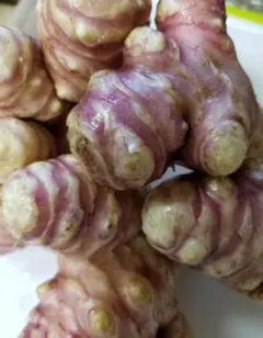 最終★農薬不使用 紫菊芋土付き種芋500gを今回は800g