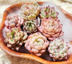 多肉植物 寄せ植え用 韓国苗(土・根付き)8種 o-10