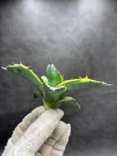 2026年最新】アガベ bb錦の人気アイテム - メルカリ