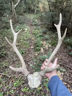 鹿の角　インテリア