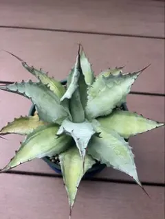 2025年最新】アガベ オバティフォリアの人気アイテム - メルカリ