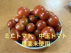 朝取れ　ミニトマト　中玉トマト　約800gコンパクト便のサムネイル