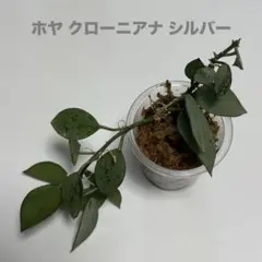 ホヤ　クローニアナ　シルバー　苗　多肉植物　フイリ　山野草　② ホヤ クローニアナ シルバー 苗 多肉植物 フイリ 山野草 ②