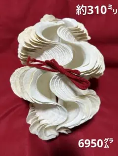 2026年最新】ヒレシャコガイの人気アイテム - メルカリ