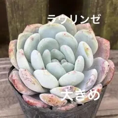 號 ‎✮⋆*プロフ必読！値引NG！様 リクエスト 3点 まとめ商品