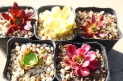 アエオニウム5品種セット「抹茶&マイバッハ斑入り&朱雀&花火&Medusa」