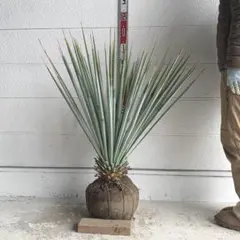 2026年最新】ユッカ リギダの人気アイテム - メルカリ