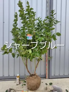 2026年最新】ブルーベリー 大苗の人気アイテム - メルカリ