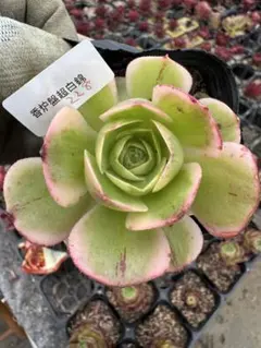 231 香炉盤超白錦 アエオニウム 多肉植物 抜き苗 根あり - メルカリ