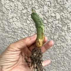 オベサブロウ 抜き苗 根付き 多肉植物 - メルカリ