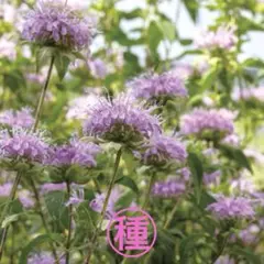 いいね╰(*´︶`*)╯♡様 リクエスト 2点 まとめ商品