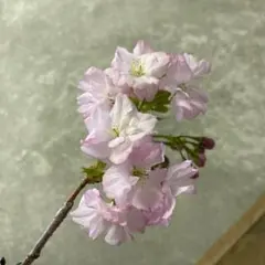 2025年最新】桜 苗木の人気アイテム - メルカリ