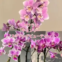 テーブル胡蝶蘭3株セット(サクラン、チュンリー、スプリングビューティー)のサムネイル