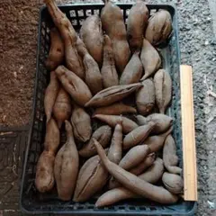 ヤーコン　箱込み　9kg　訳ありのサムネイル