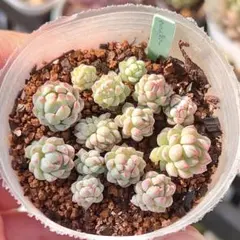 ももちん様 リクエスト 2点 まとめ商品