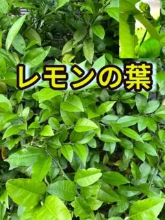レモンの葉　枝付き　アゲハ幼虫の餌のサムネイル